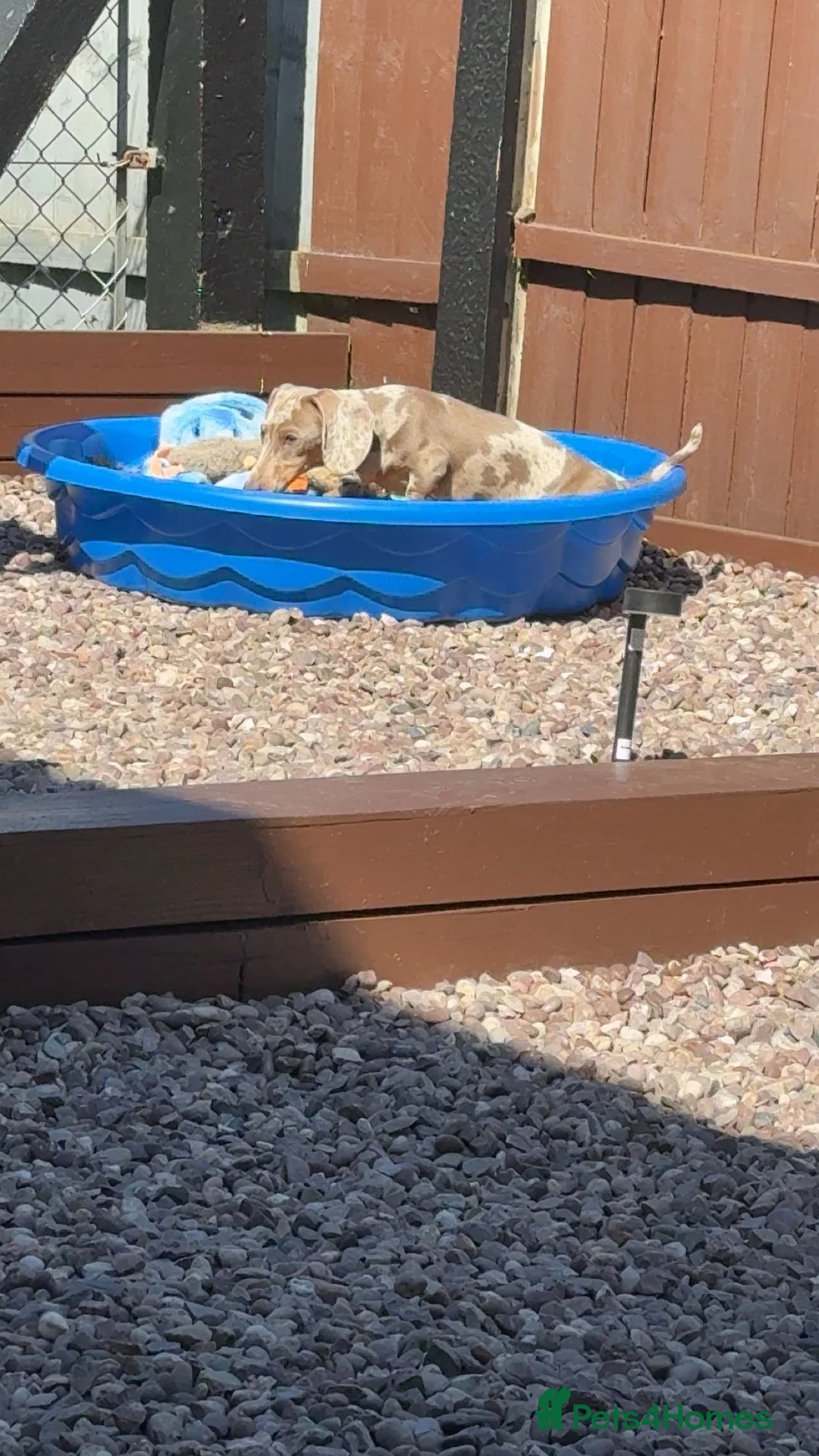 Dachshund dogs for sale: male daschuand in Stoke-on-Trent - Advert 5