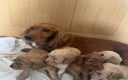 Cockapoo dogs for sale: Stunning cockapoo puppies  - Image 23