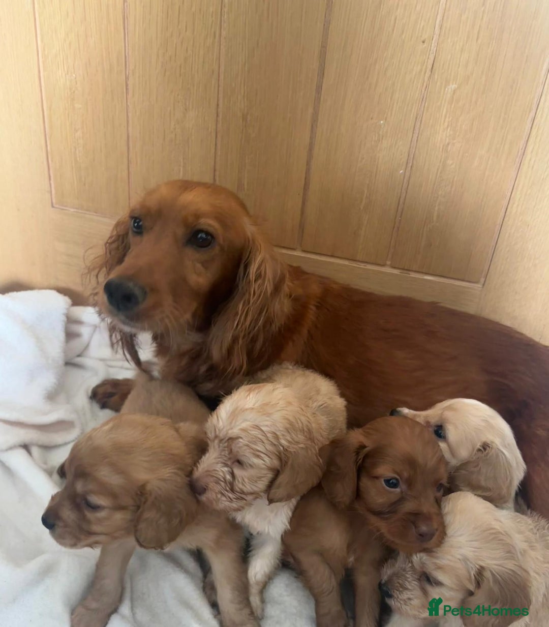 Cockapoo dogs for sale: Stunning cockapoo puppies  - Image 23