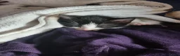 Mixed Breed cats for sale: Kitten in Thornton Heath - Advert 10