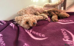 Poochon dogs for sale: Beautiful poochon puppies - Image 4