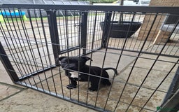 Staffordshire Bull Terrier dogs for sale: LAST PUPPY LEFT MALE KC CHAMPION BLOODLINE  in Stanford-le-Hope - Image 27