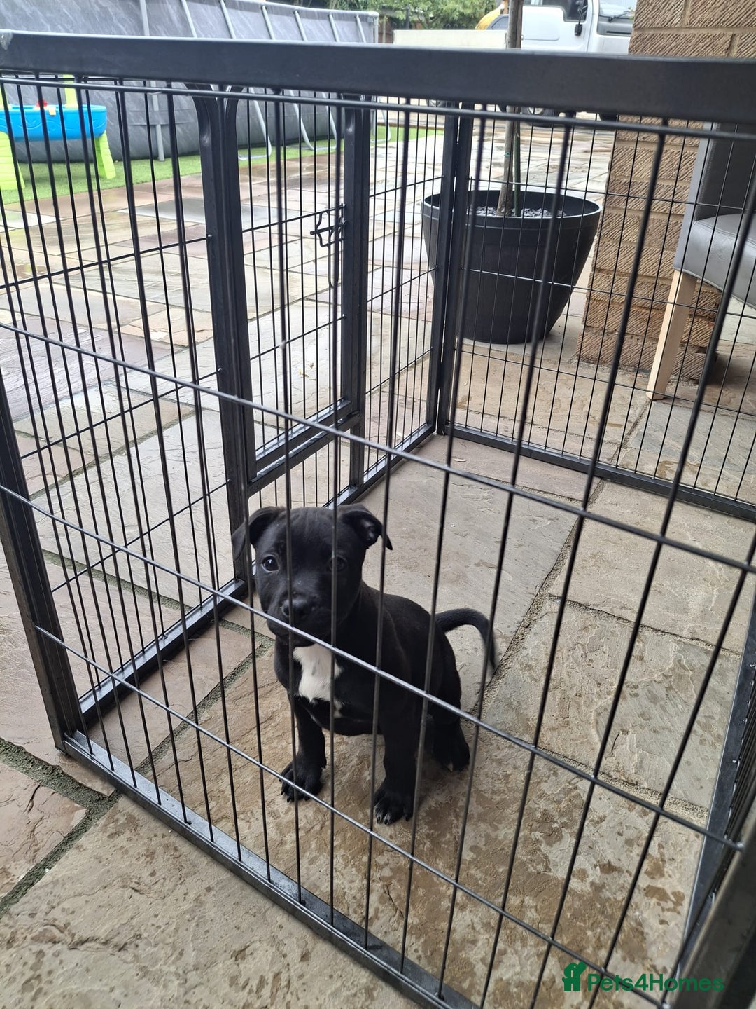 Staffordshire Bull Terrier dogs for sale: LAST PUPPY LEFT MALE KC CHAMPION BLOODLINE  in Stanford-le-Hope - Image 27