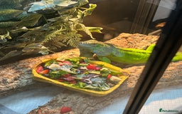 Iguana reptiles for sale: Male 2 year old iguana  - Image 2