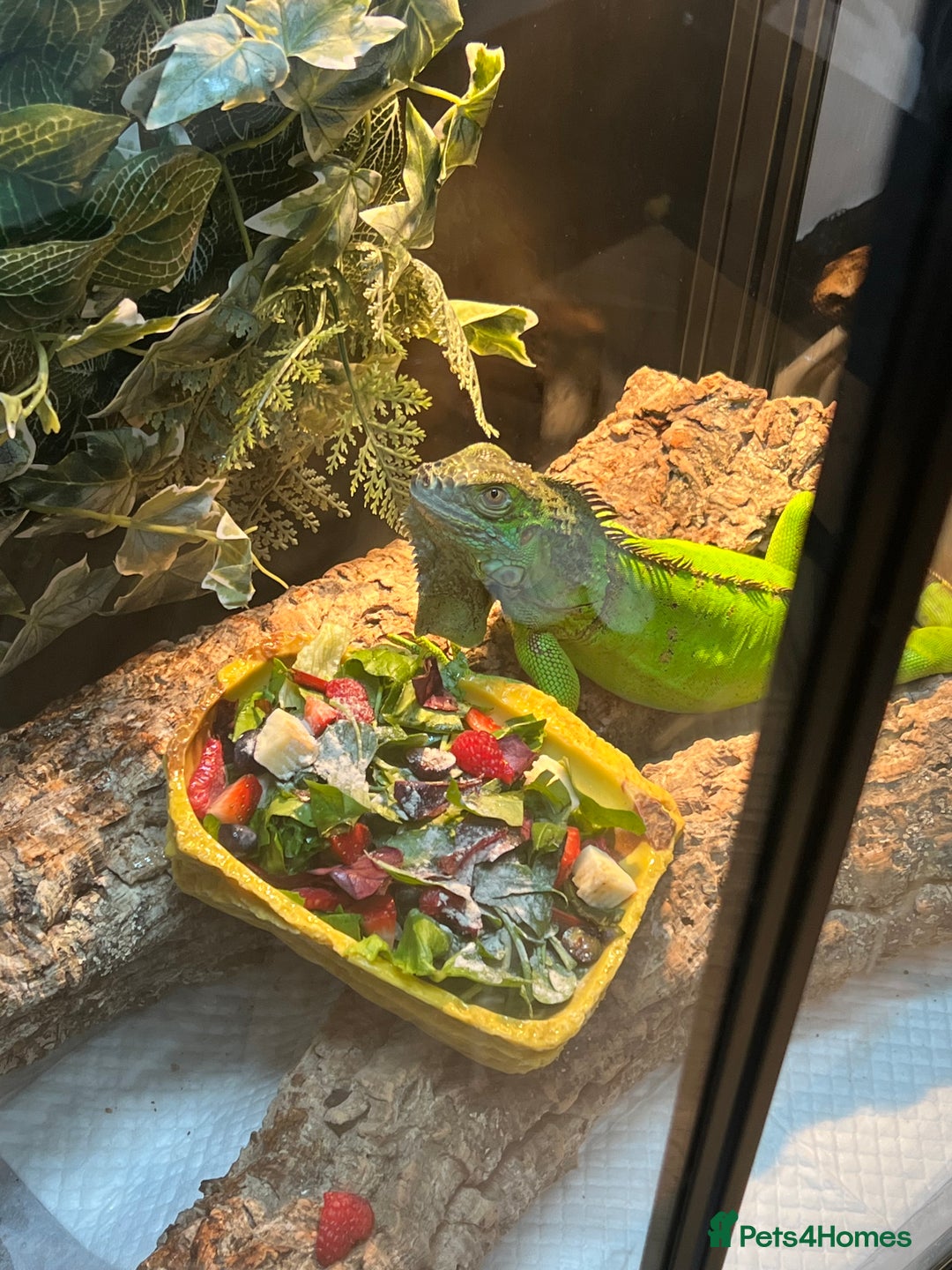 Iguana reptiles for sale: Male 2 year old iguana  - Image 2