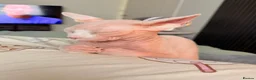 Sphynx cats for sale: Female Sphynx - Advert 12