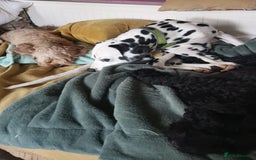 Dalmatian dogs for sale: Beautiful Happy Neutered Boy  - Image 2