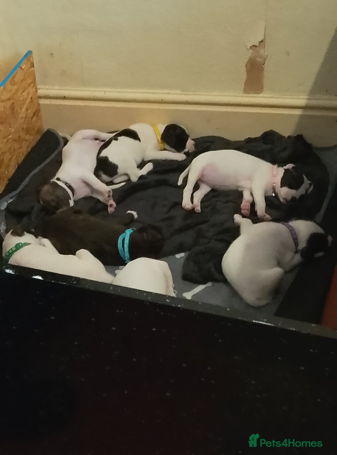 Staffordshire Bull Terrier dogs for sale: Staffie puppies for sale  - Image 10