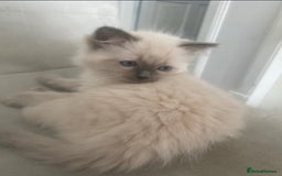 Ragdoll cats for sale: Ragdoll kittens - Image 6