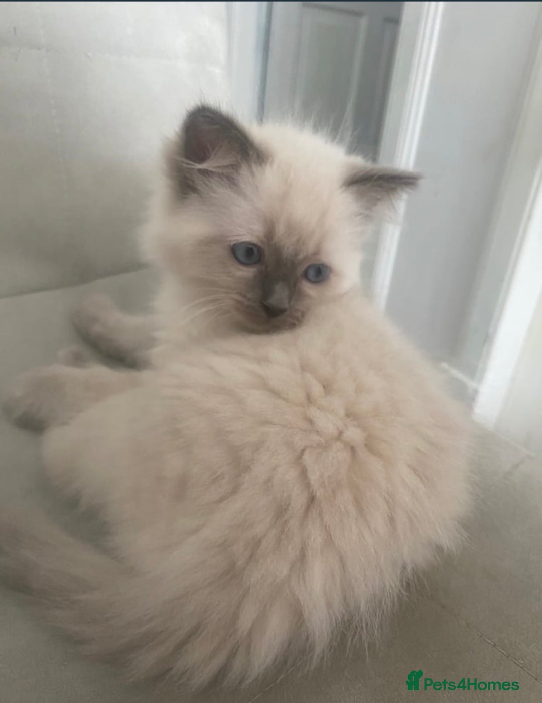 Ragdoll cats for sale: Ragdoll kittens - Image 6