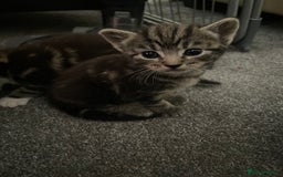 Domestic Shorthair cats for sale: Tabby and Tuxedo Kittens - Image 1