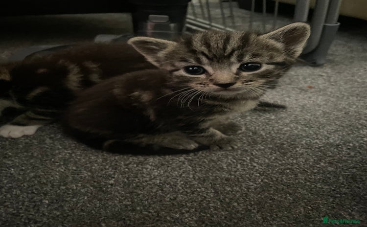 Domestic Shorthair cats - Advert 1