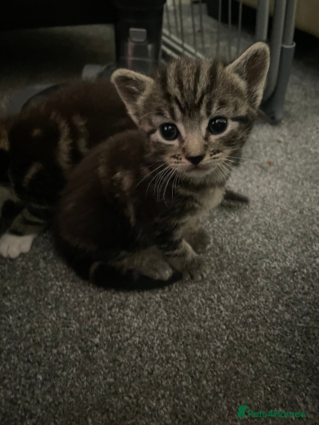 Domestic Shorthair cats for sale: Tabby and Tuxedo Kittens - Image 1