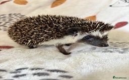 Pygmy Hedgehog rodents for sale: 3 African Pygmy hedgehogs for sale - Image 2