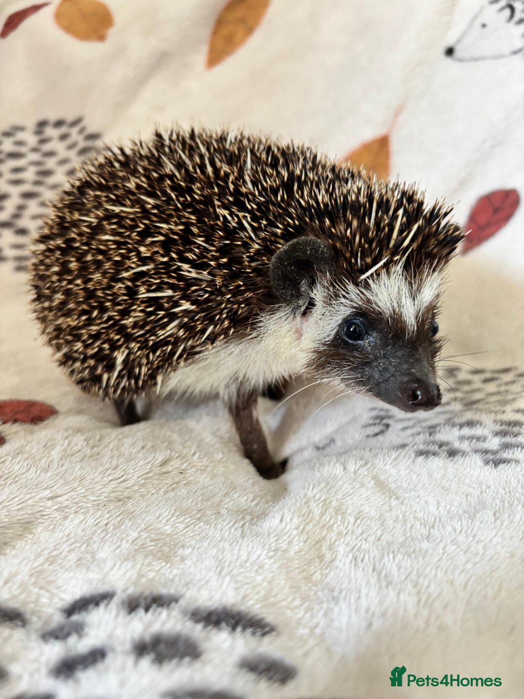 Pygmy Hedgehog rodents for sale: 3 African Pygmy hedgehogs for sale - Image 2