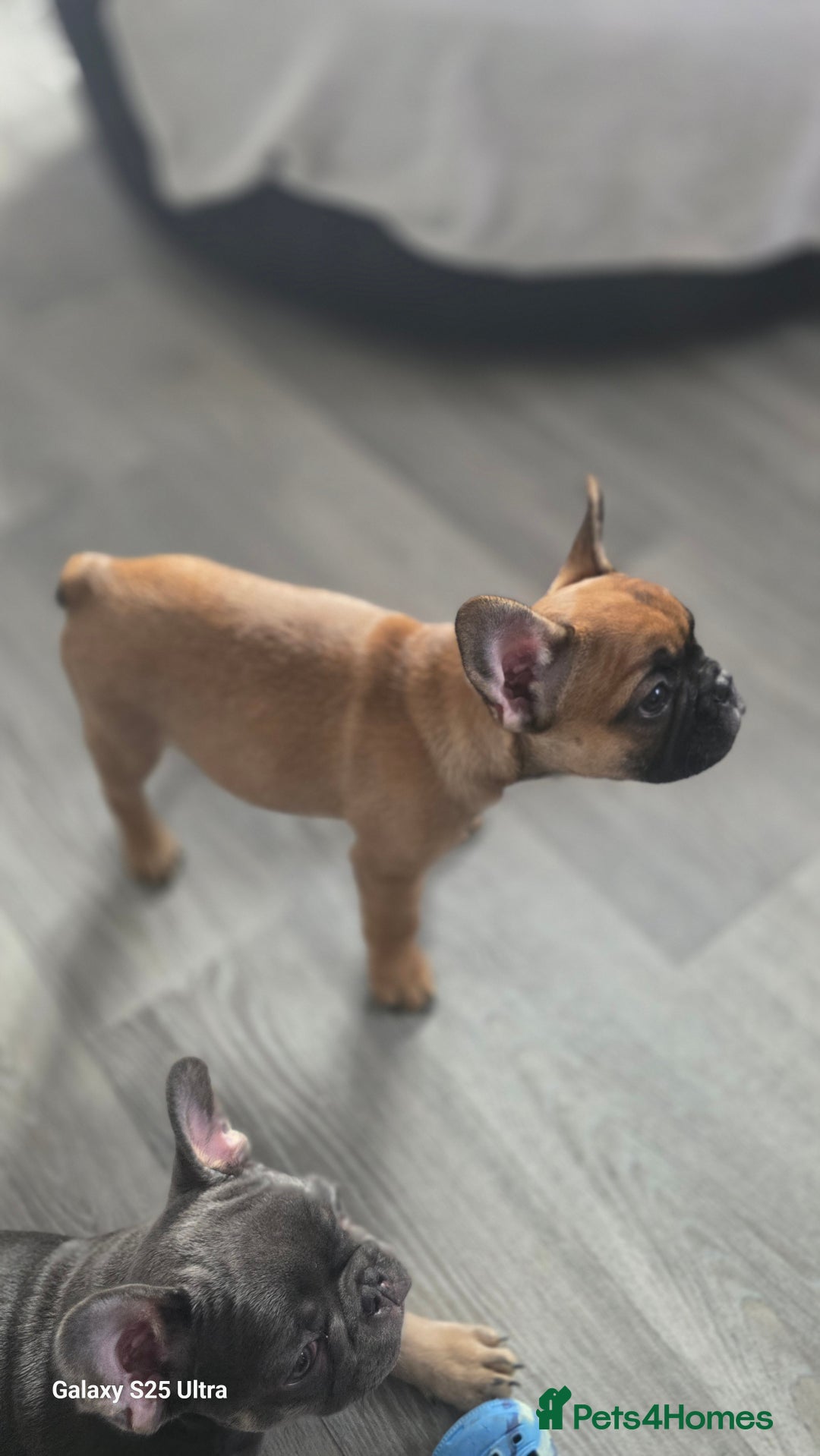 French Bulldog dogs for sale: French bulldog  - Image 14
