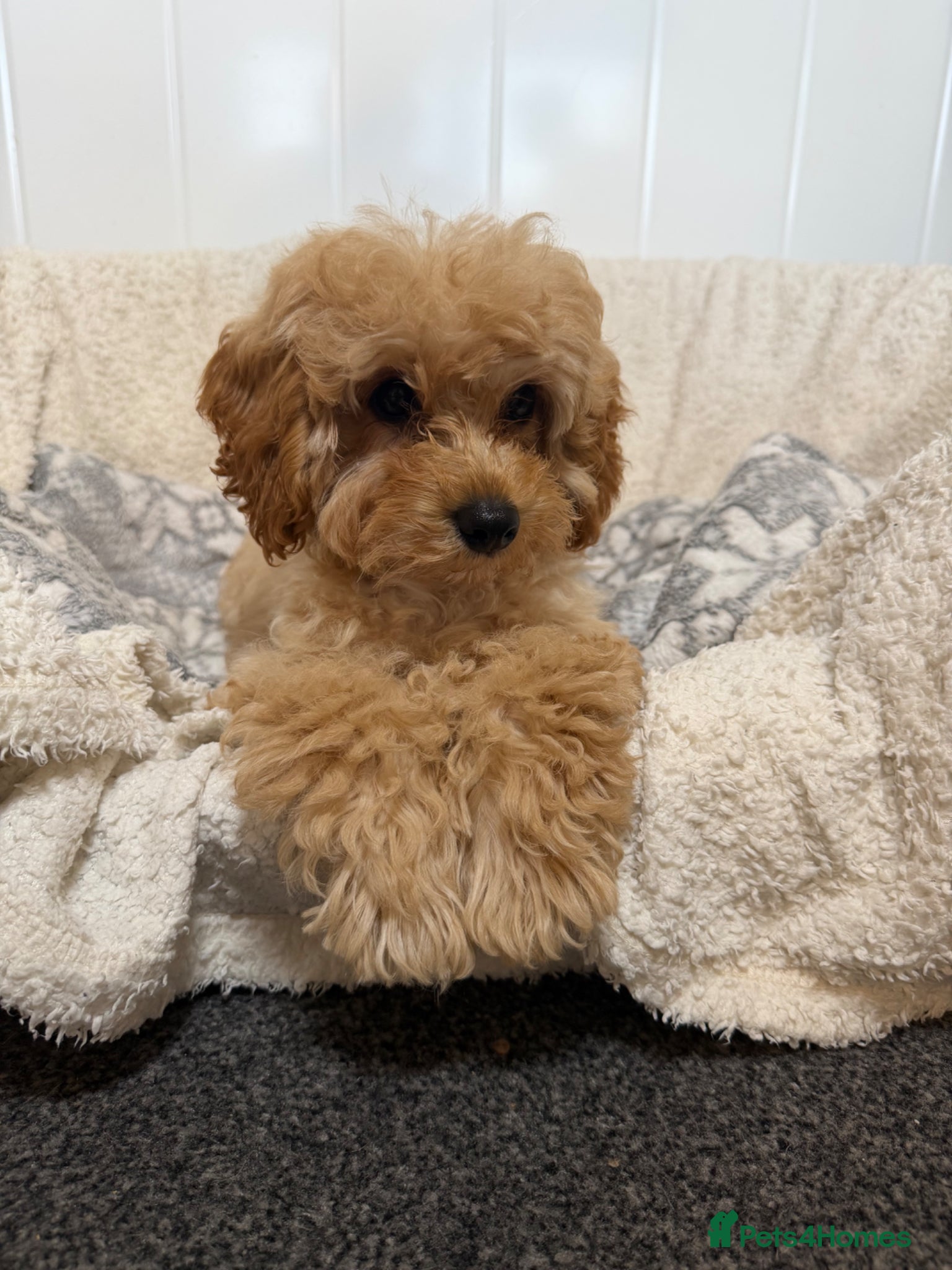 Cavapoo dogs Teddy bear F1B cavapoo - Advert 16