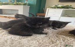 British Shorthair cats for sale: Adorable kittens  - Image 1