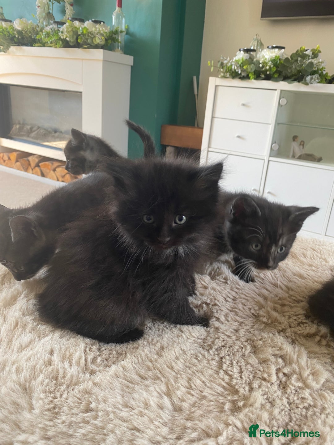 British Shorthair cats for sale: Adorable kittens  - Image 1