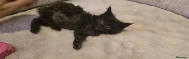 Maine Coon 1 solid black