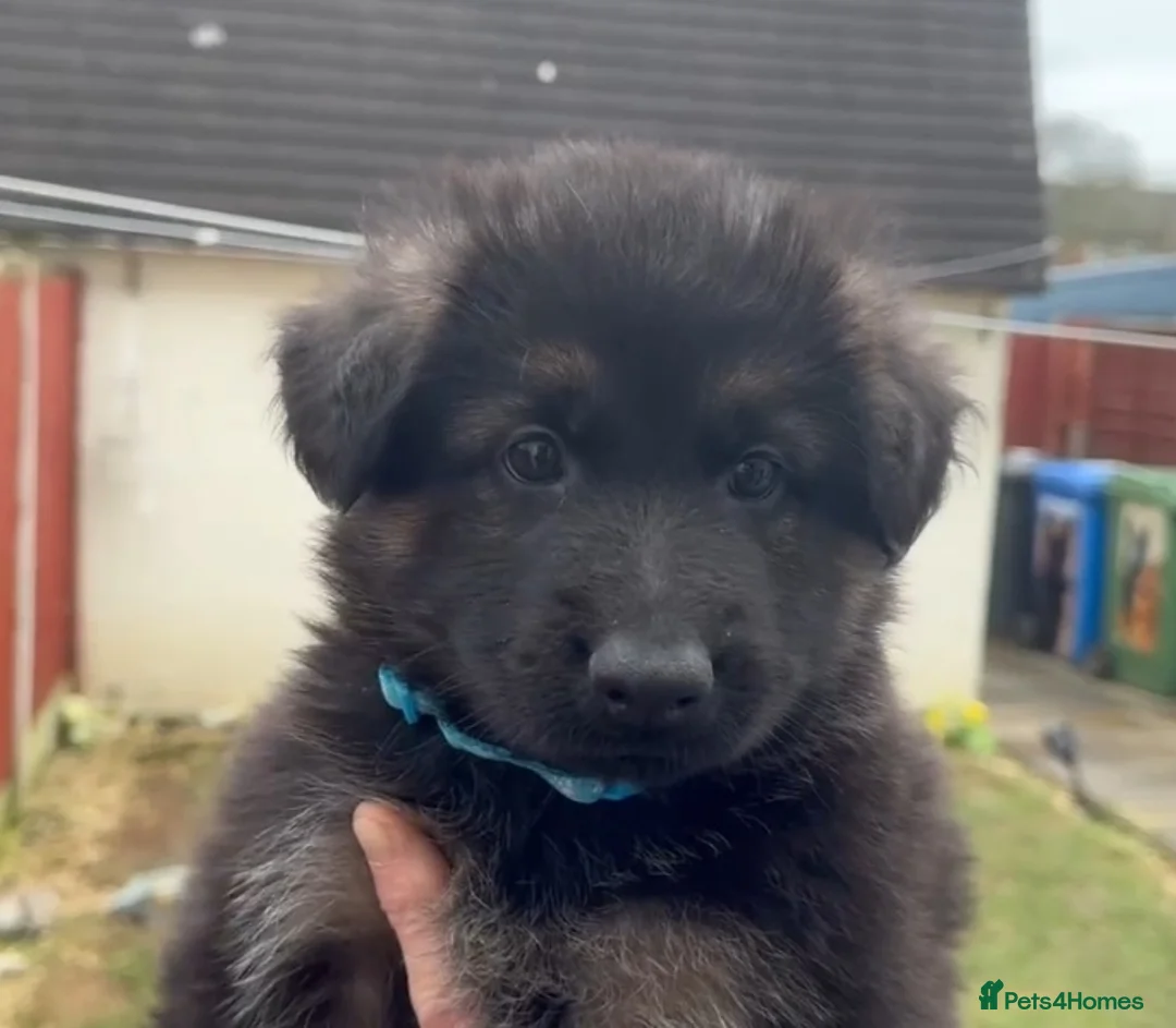 German Shepherd dogs for sale: German shepherd puppies  - Advert 2