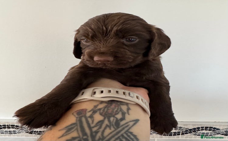 Cocker Spaniel dogs - Advert 3