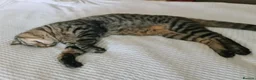 Mixed Breed cats for sale: 5 year old male, mixed breed in Esher - Advert 10
