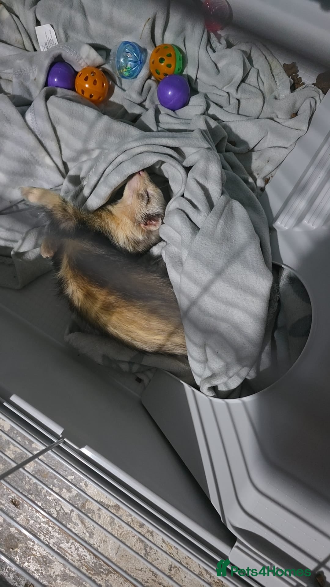 Ferret rodents Male ferret - Advert 1