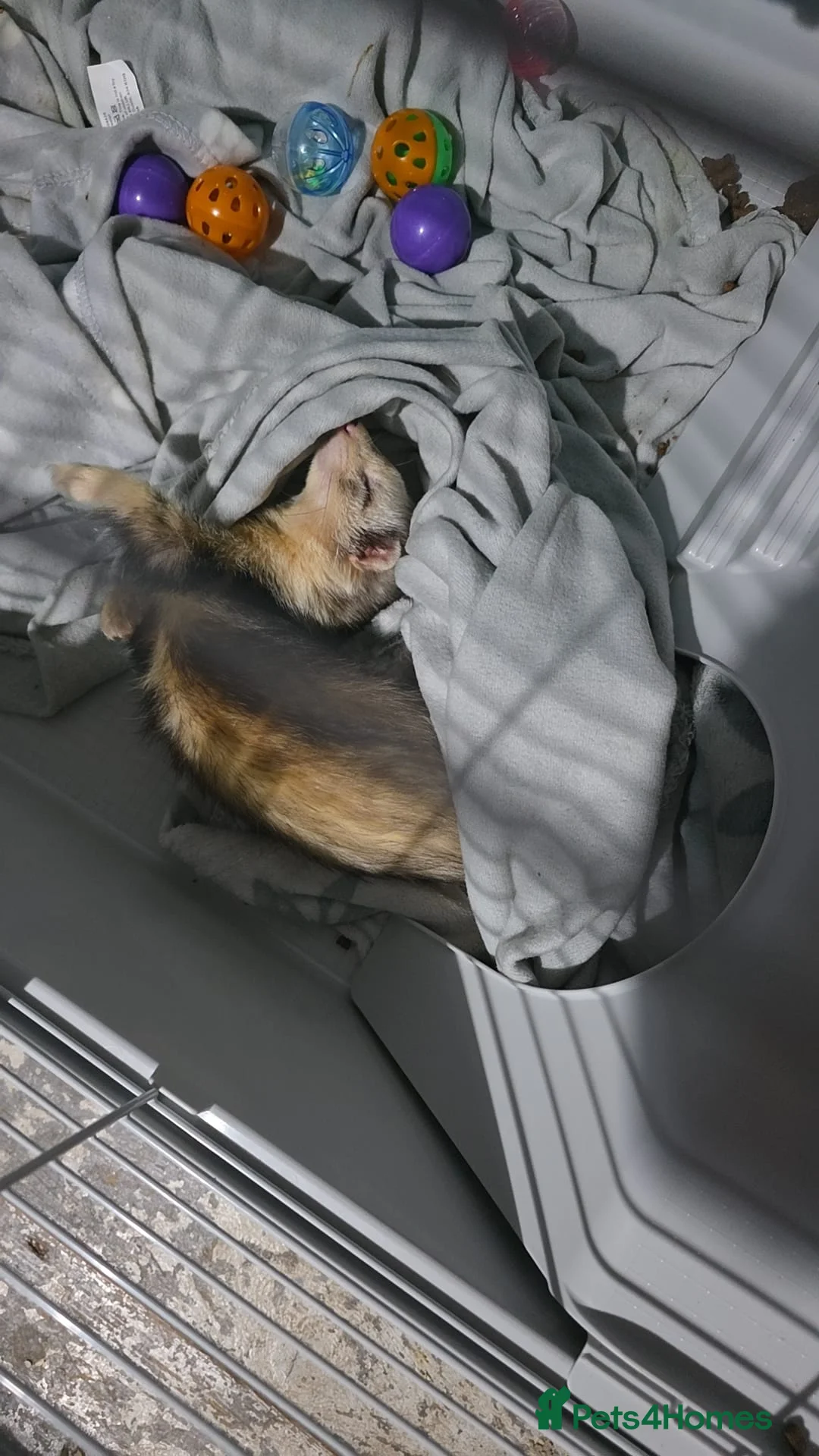 Ferret rodents for sale: Male ferret - Advert 1