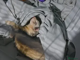 Ferret rodents Male ferret - Advert 4