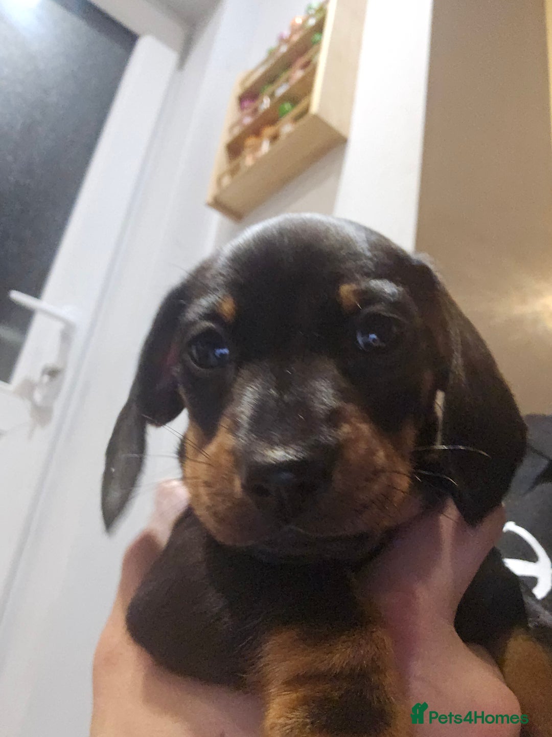 Miniature Dachshund dogs for sale: Miniature Dachshund puppies - Image 7