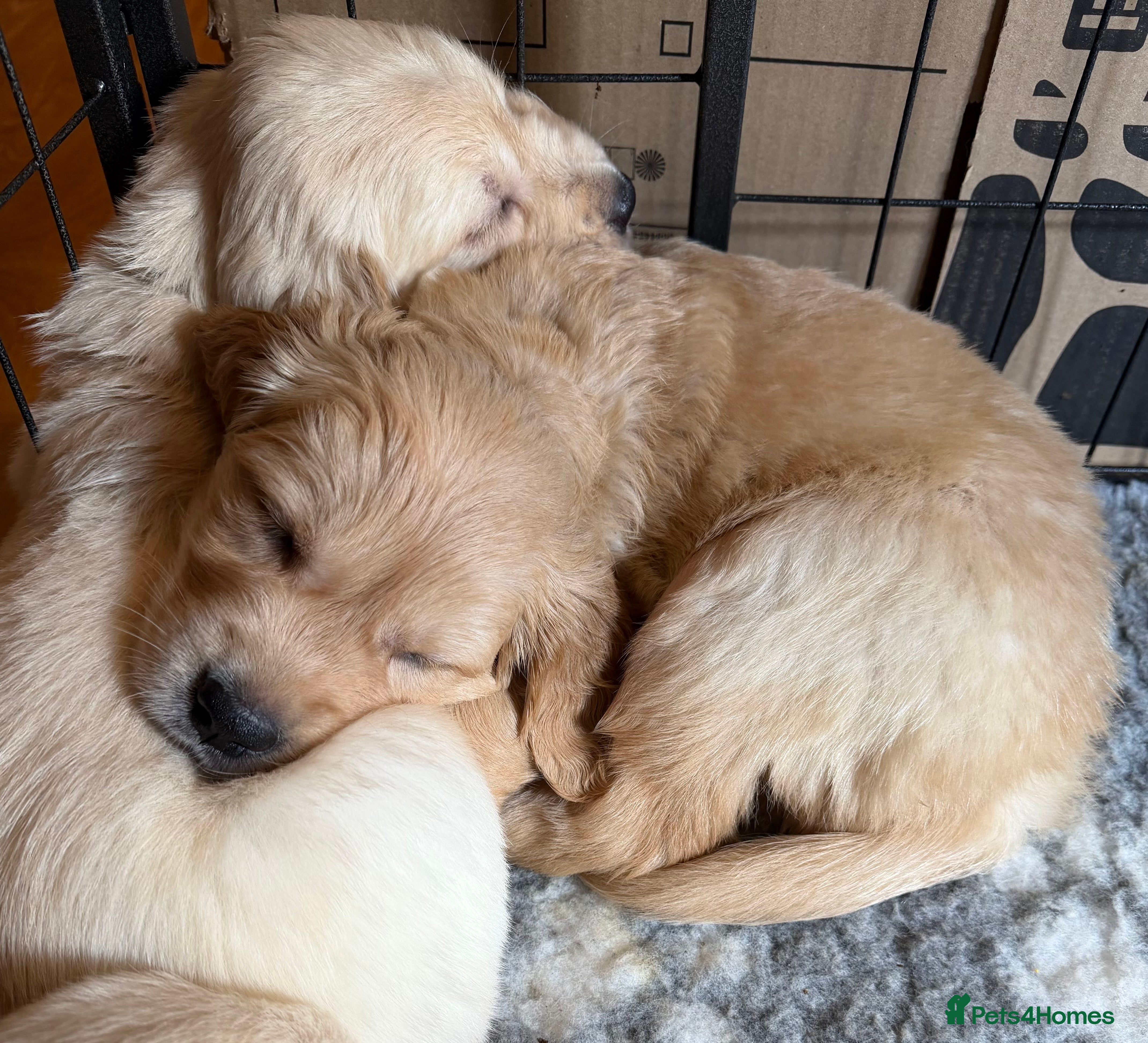 Golden Retriever dogs Royal Kennel Club Golden Retriever puppies - Advert 2