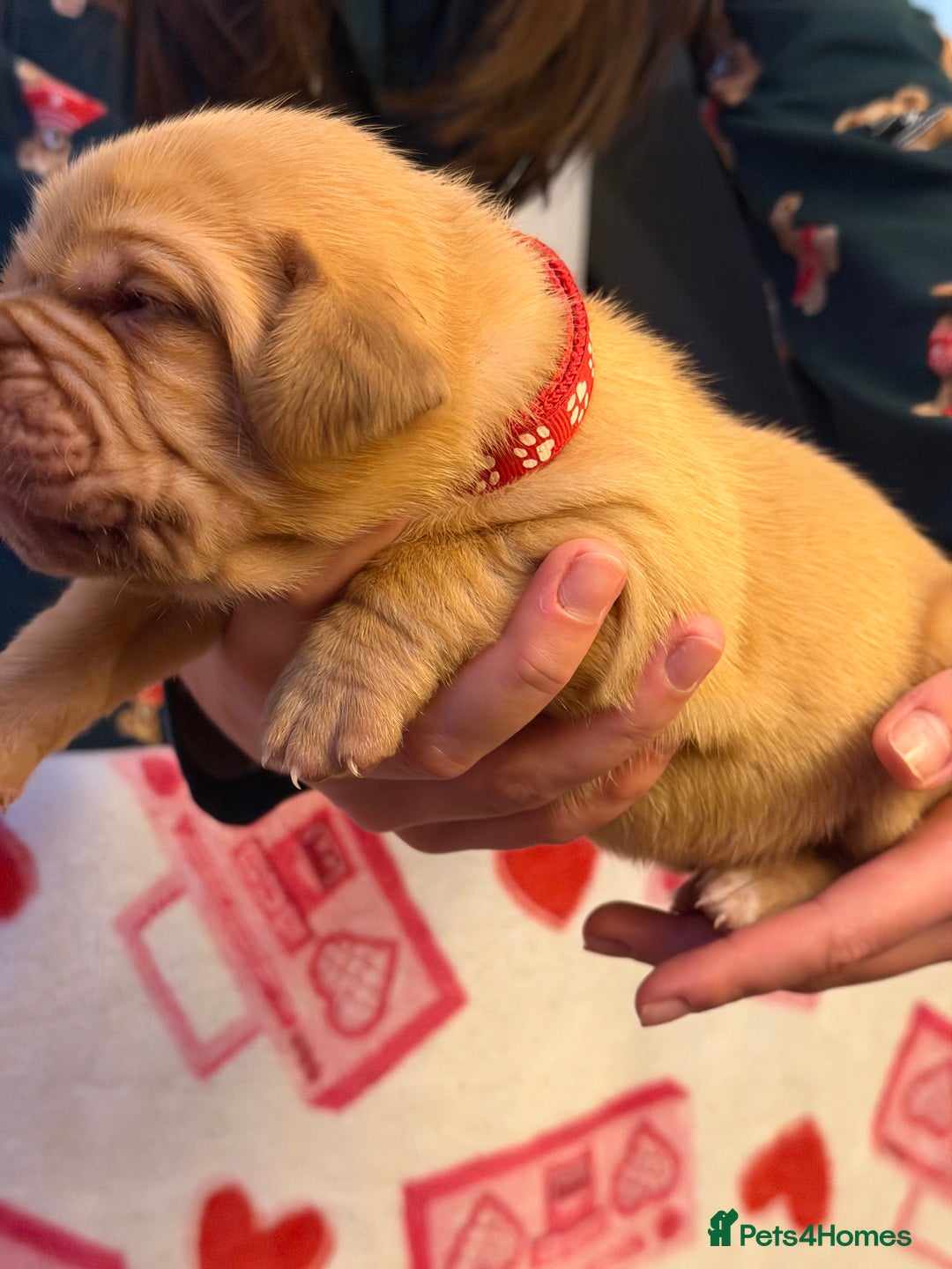 Dogue De Bordeaux dogs for sale: Beautiful Dogue De Bordeaux Puppies - Advert 7