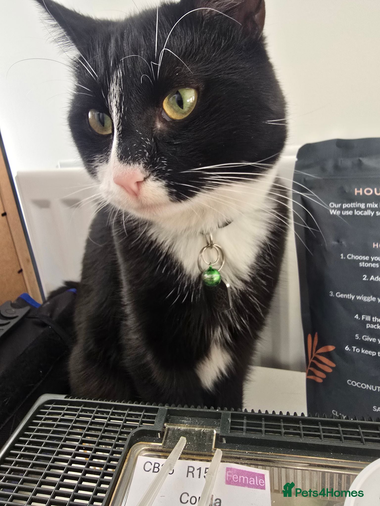 Mixed Breed cats FREE Choco seeks loving new home - Advert 1