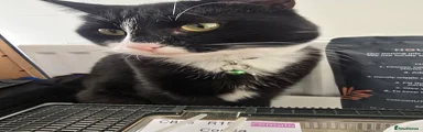 Choco
