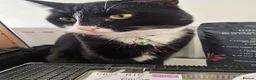 Mixed Breed cats for sale: FREE Choco seeks loving new home - Advert 1