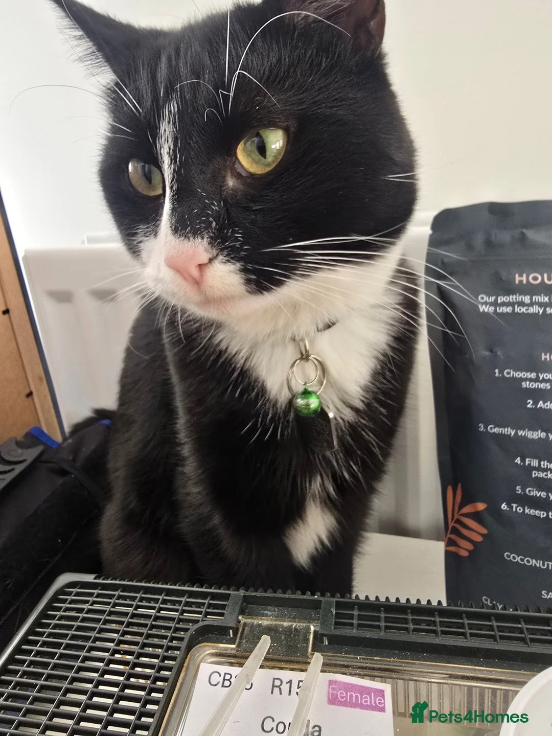 Mixed Breed cats for sale: FREE Choco seeks loving new home - Advert 1