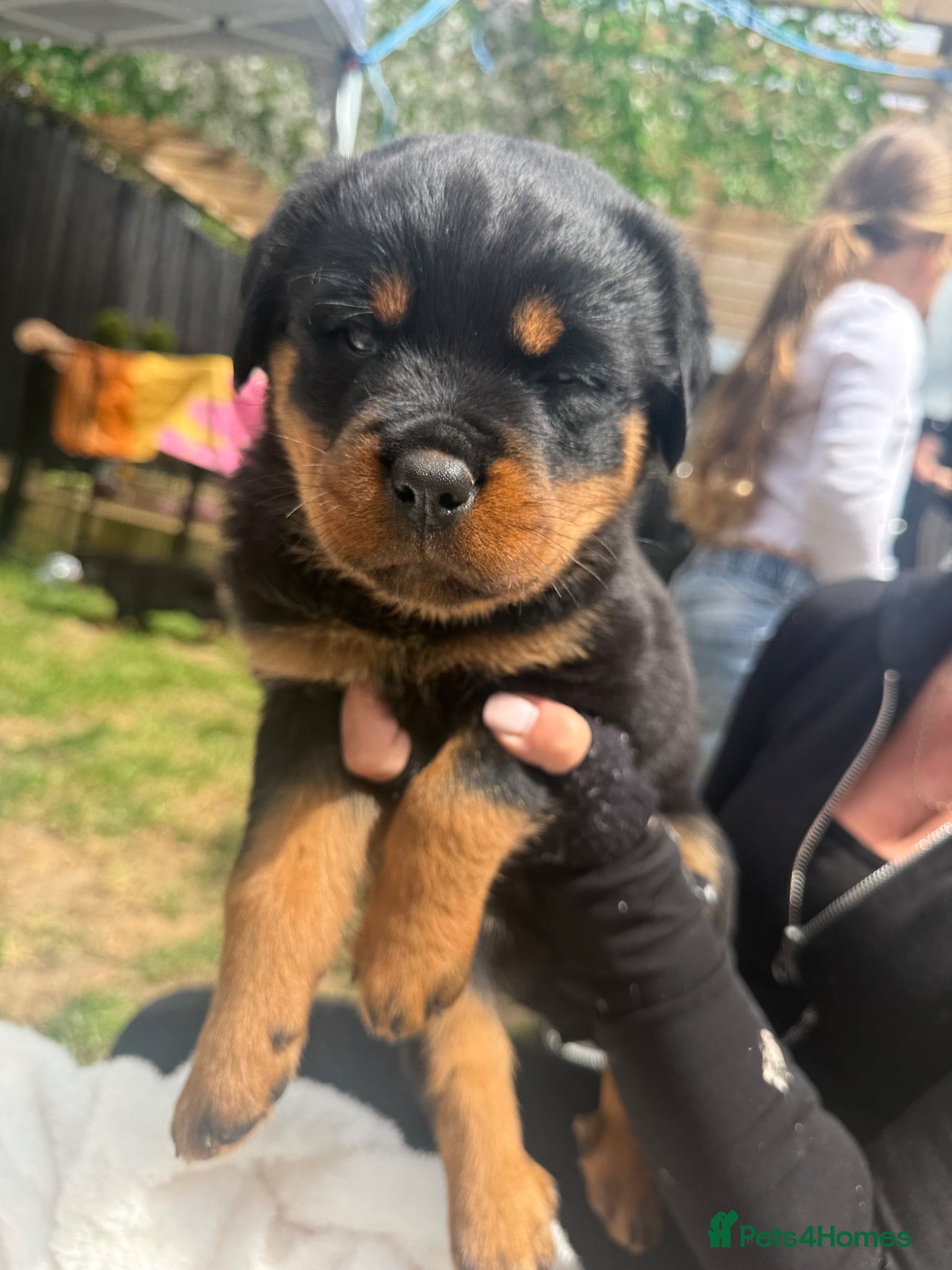 Rottweiler dogs Rottweiler puppies - Advert 1