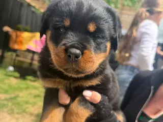 Rottweiler dogs Rottweiler puppies - Advert 1