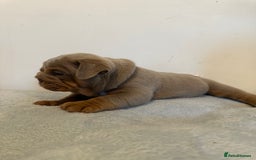English Bulldog dogs for sale: Stunning KC Registered English Bulldog Puppies - Image 16