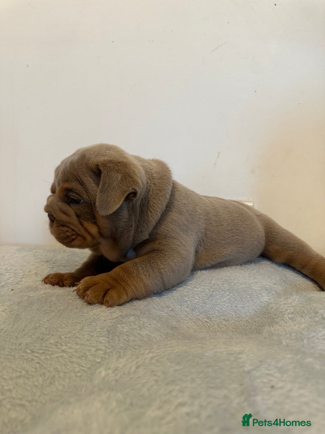 English Bulldog dogs for sale: Stunning KC Registered English Bulldog Puppies - Image 16