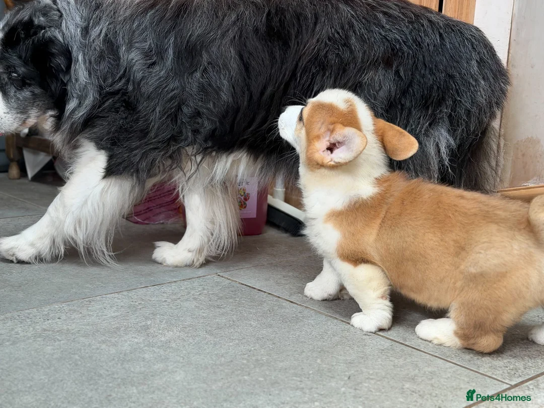 Welsh Corgi Pembroke dogs for sale: Welsh Pembroke Corgi puppies  - Advert 2