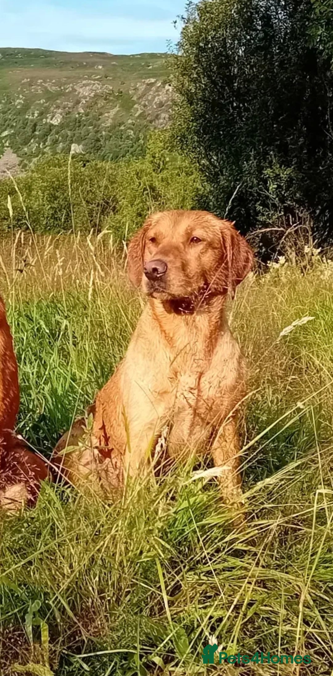 Labrador Retriever dogs for sale: Labrador puppies **1 bitch available - Advert 2