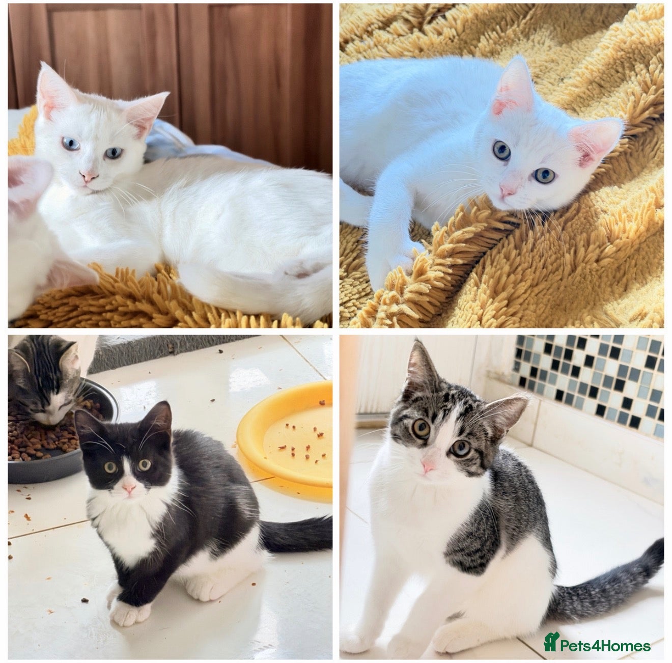 Mixed Breed cats for sale: 4 Maine Coon-Type Kittens. Polydactyl & Odd-Eyed - Advert 1