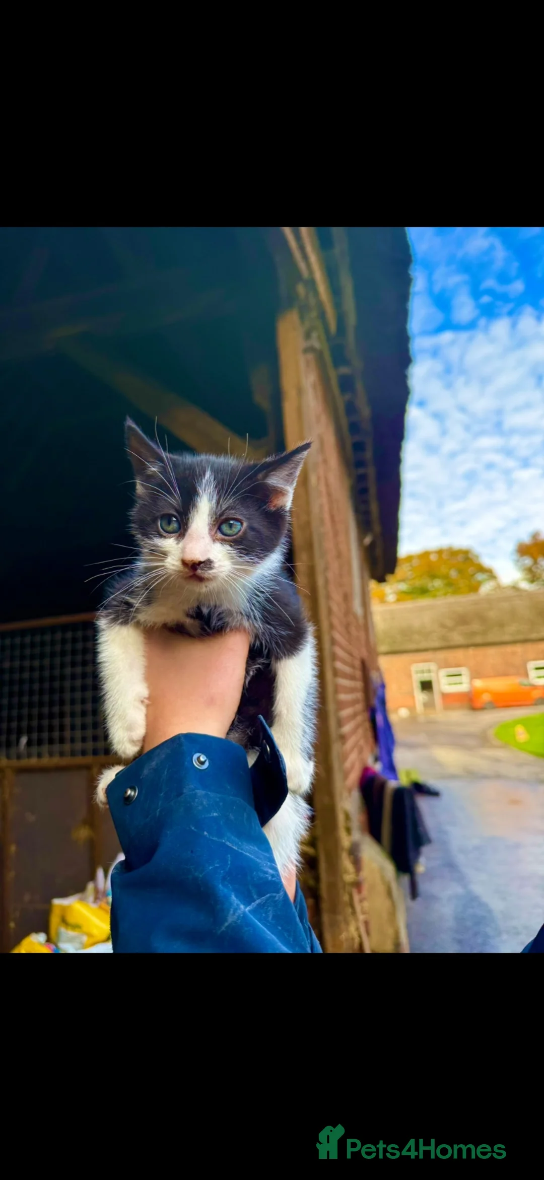 Mixed Breed cats for sale: Kittens for sale  - Advert 2