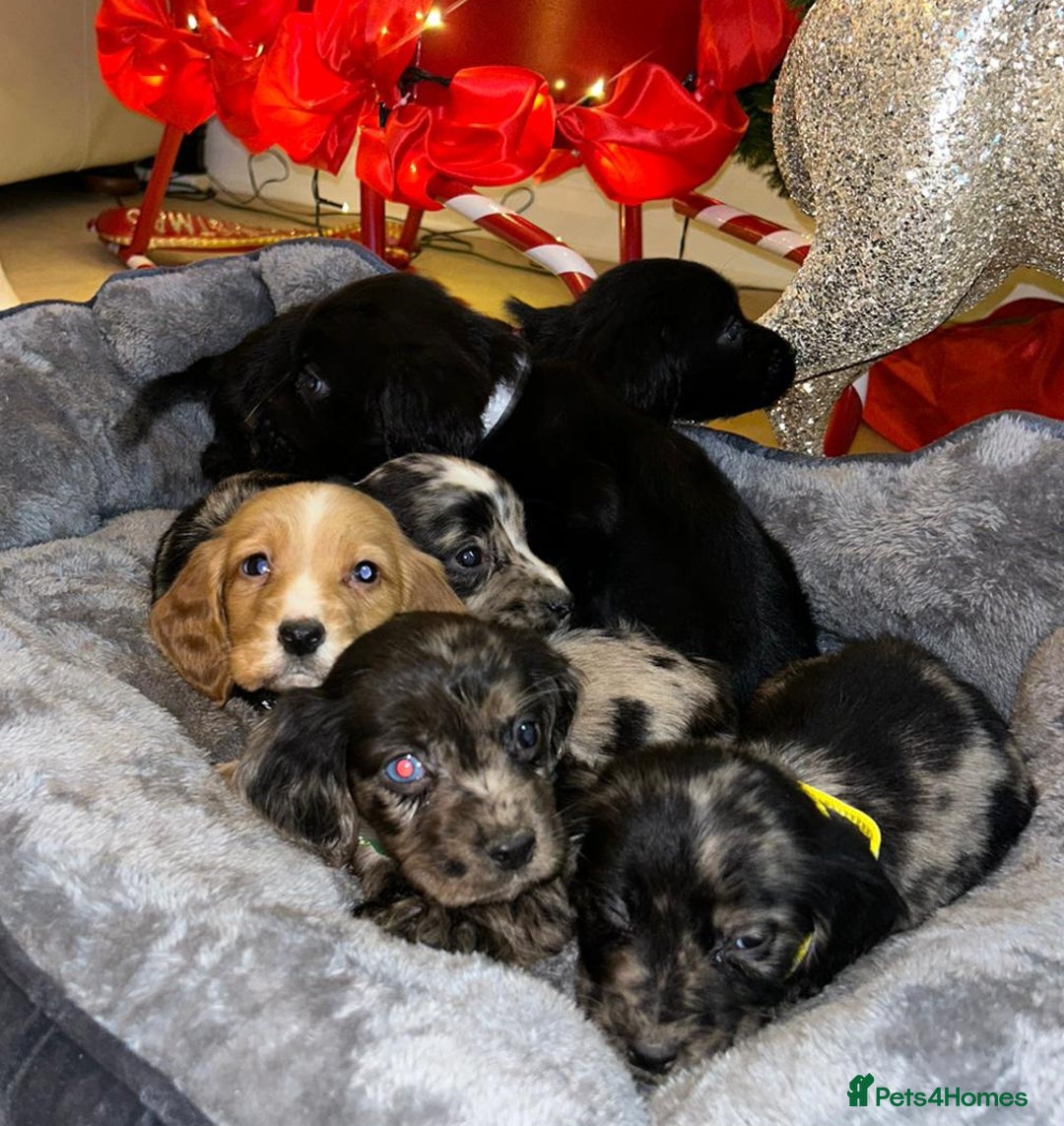 Cocker Spaniel dogs for sale: 6 beautiful cocker spaniel puppies  - Advert 3
