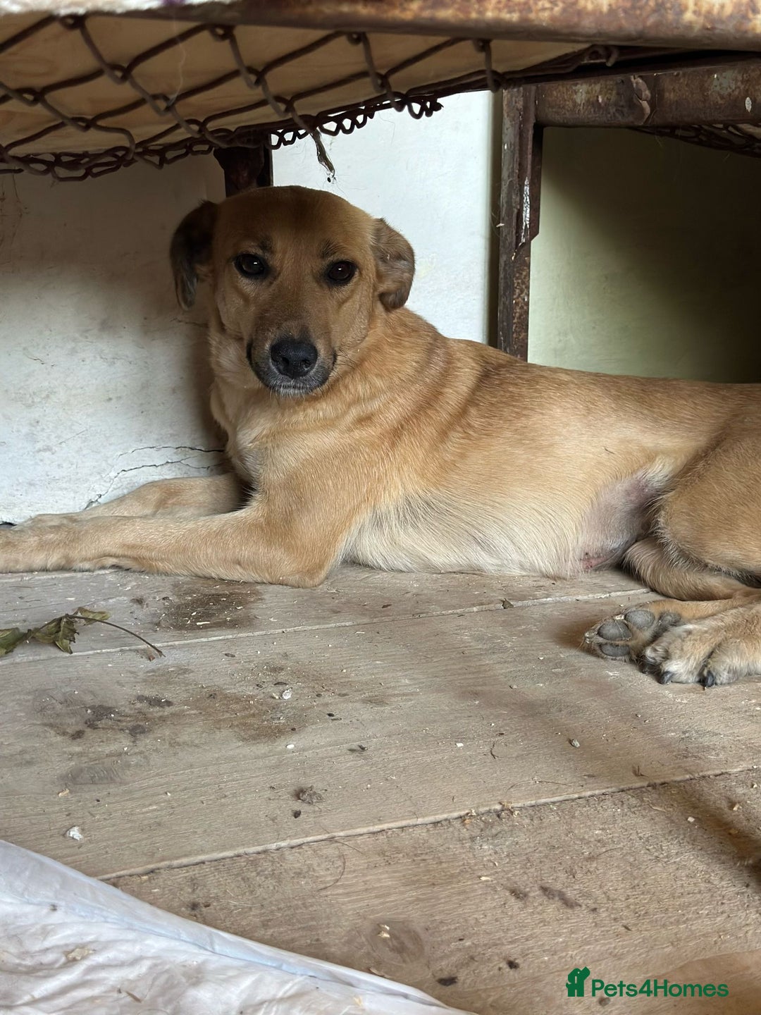 Mixed Breed dogs for adoption: 🐾🩷 MIDGET - a superb girl, for a Loving Home🐾🏡 - Image 2