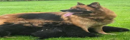 German Shepherd dogs for sale: Gorgeous German shepherd puppies - Advert 2