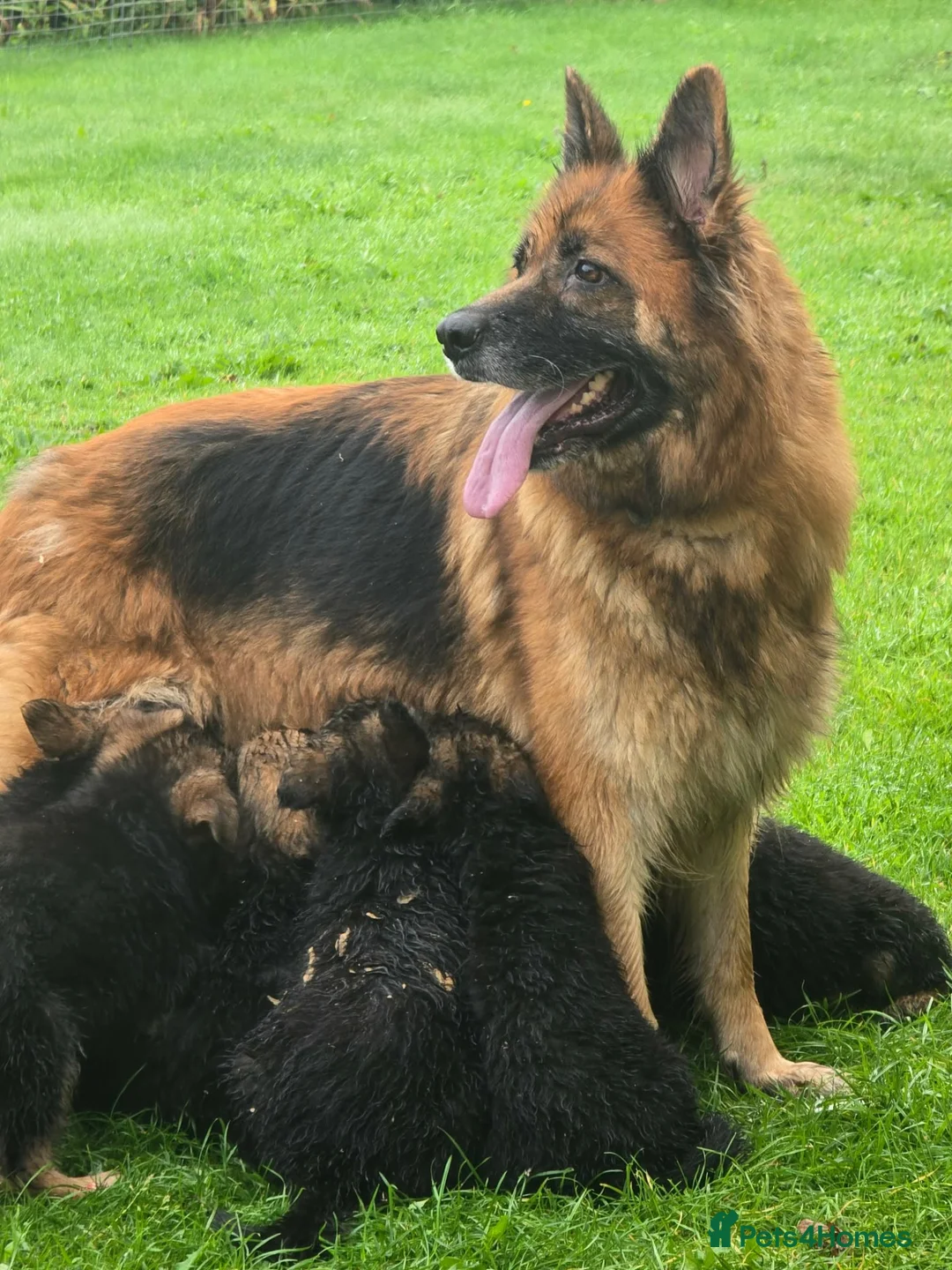 German Shepherd dogs for sale: Gorgeous German shepherd puppies - Advert 2