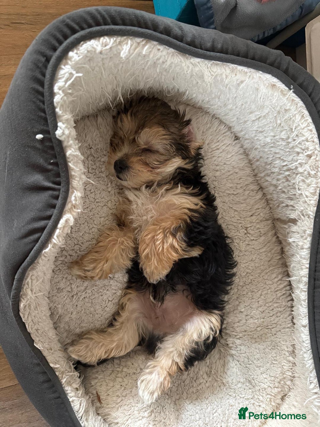 Morkie dogs for sale: Beautiful morkie looking for his new home  - Image 3